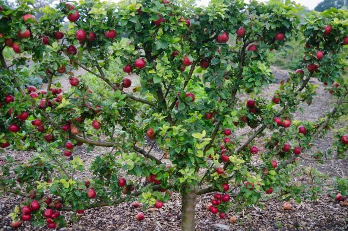 Apfelbaum voller roter Äpfel