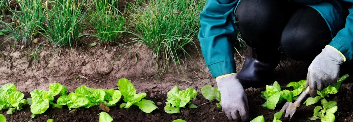 Person pflanzt Salatsetzlinge mit einer Handschaufel ein.