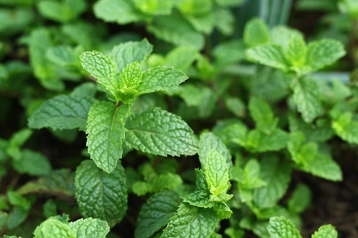 Nahaufnahme einer Minzpflanze