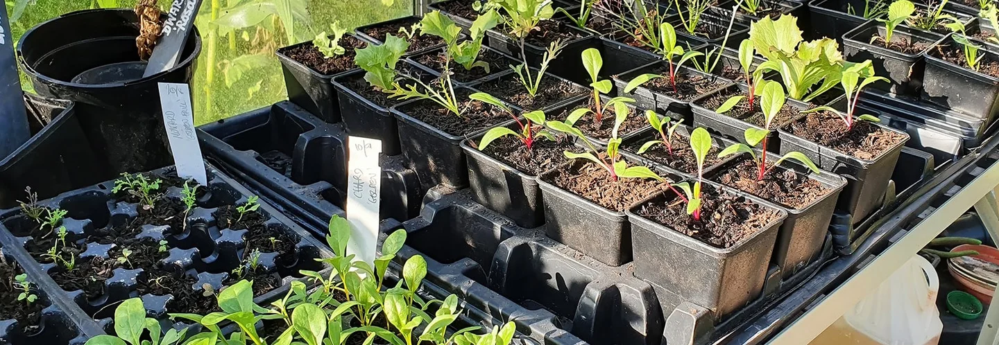 Jungpflanzen in Töpfen