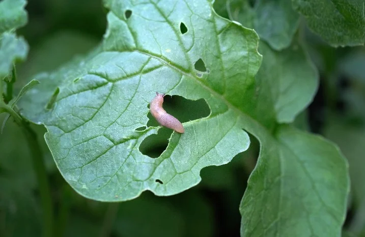 Nacktschnecke auf zerfressenem Blatt