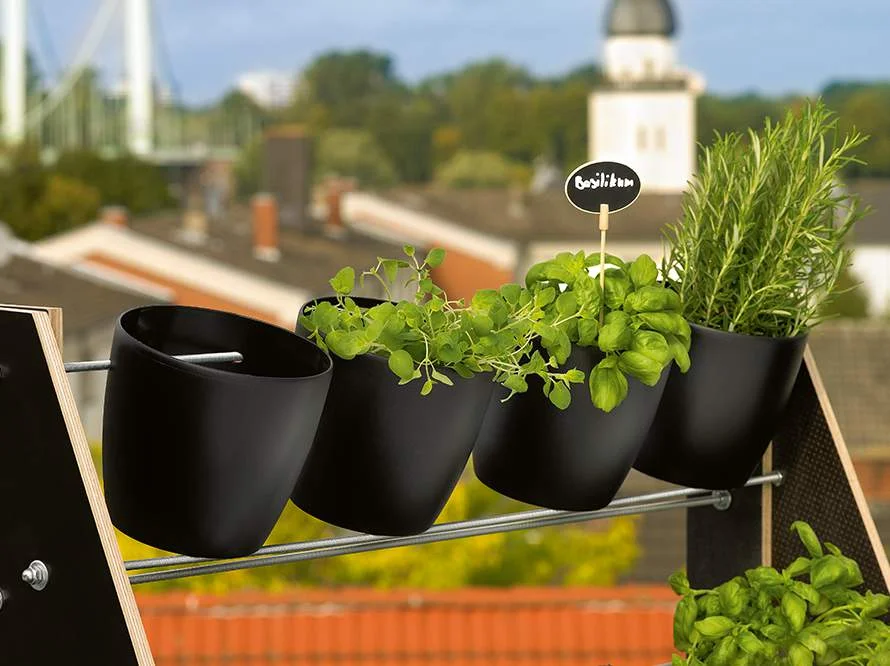 Vier schwarze Übertöpfe mit Kräutern