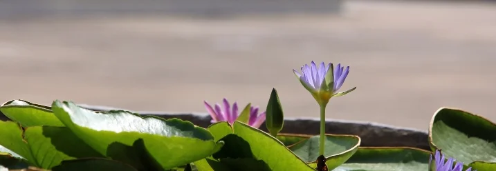 Lila Seerosen in einem Wasserbecken