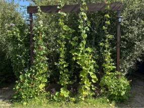 Rankhilfe aus Holz mit Pflanzen