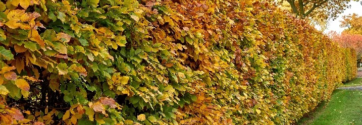 Hecke im Herbstlaub