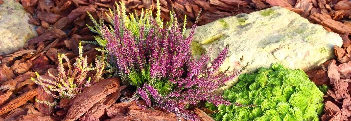 Blühende Pflanzen in Rindenmulch