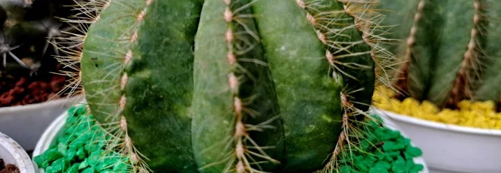 Grüner Kaktus im Topf