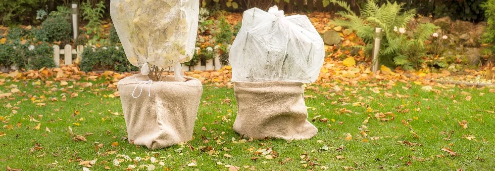 Zwei winterfeste Pflanzen