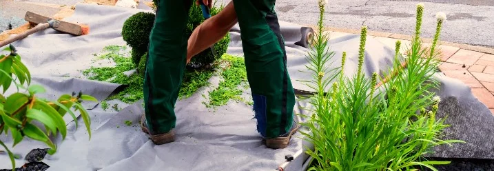 Person schneidet Konifere mit Gartenschere