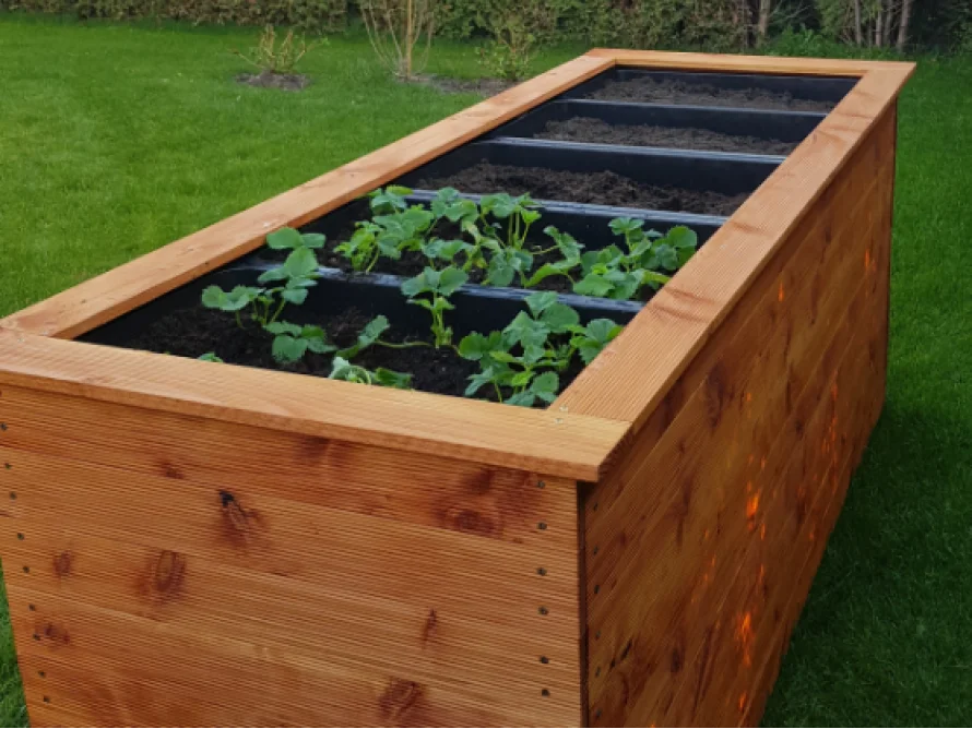 Holzbeet mit jungen Pflanzen