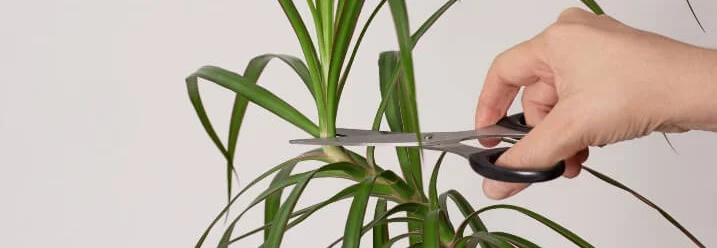 Hand schneidet Pflanze mit Schere