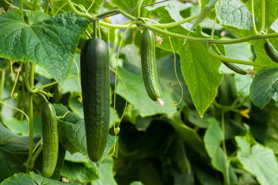 Drei Gurken wachsen an einer Pflanze