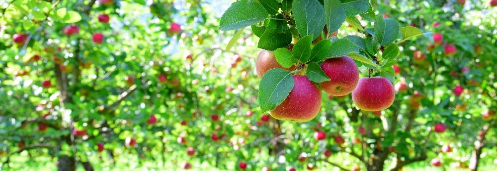 Viele Reife Äpfel hängen an einem Baum im Sonnenschein.