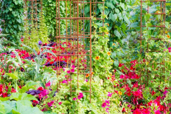 Bunte Blumen mit Rankgitter