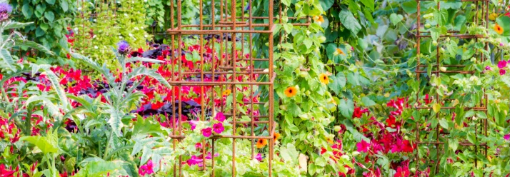 Bunte Blumen mit Rankgitter