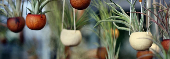 Hängende Tillandsien in Töpfen