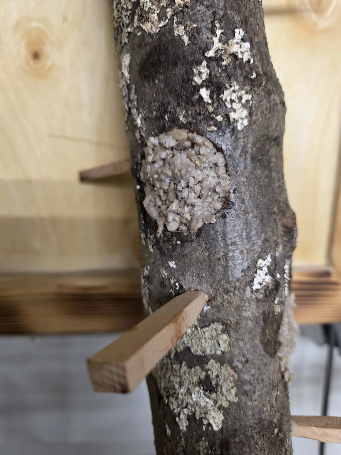 Nahaufnahme von Pilzbrut in einem Baumstamm