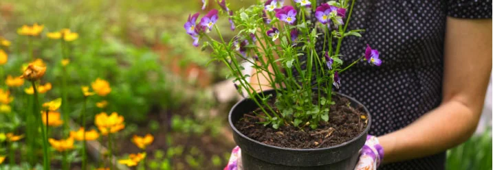 Person mit Gartenhandschuhen hält Topf mit Stiefmütterchen