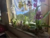 Orchideen auf Fensterbank