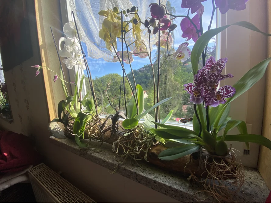 Orchideen auf Fensterbank