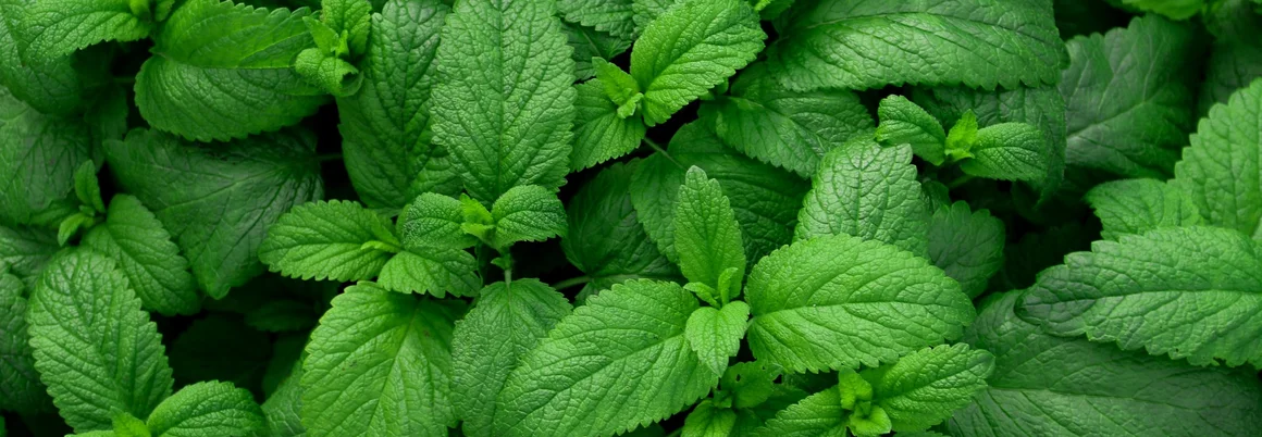 Nahaufnahme von Minzblättern