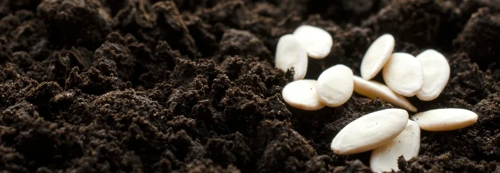 Gurkenkerne auf dunkler Erde