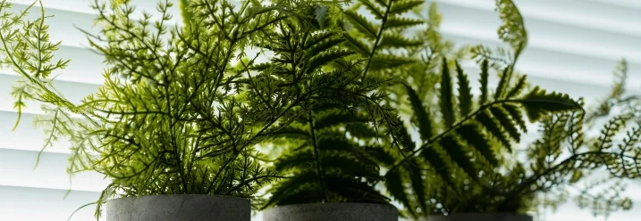 Drei Farne in grauen Töpfen