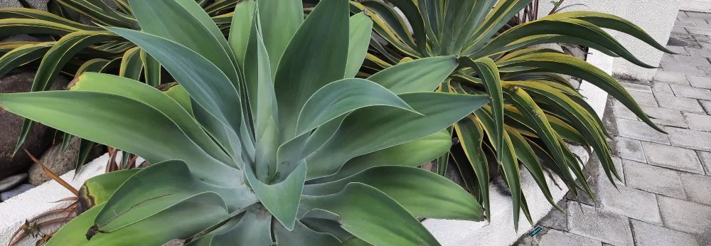 Große grüne Agave