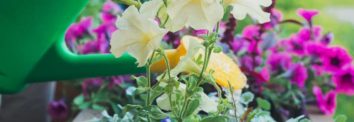 Blumen gießen mit grüner Gießkanne