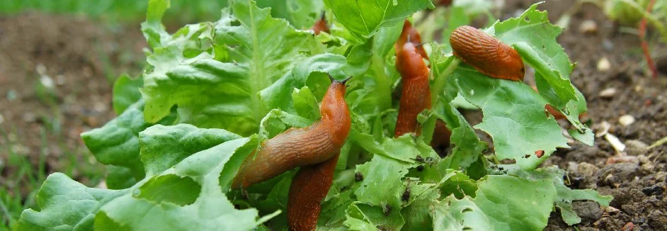 Schnecken fressen Salat