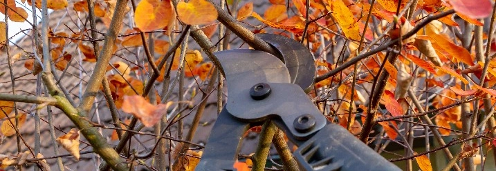 Eine Astschere schneidet einen Strauch mit Herbstlaub.