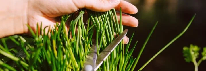 Hand schneidet Schnittlauch mit Schere