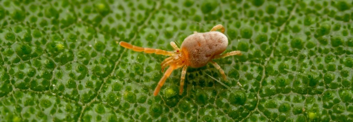 Nahaufnahme einer Grasmilbe auf einem grünen Blatt.