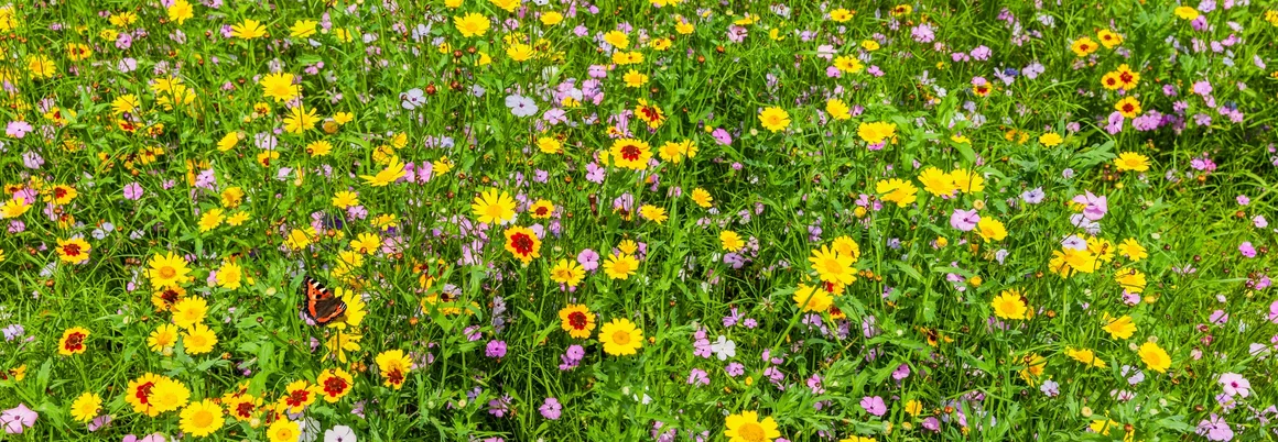 Bunte Blumenwiese mit Schmetterling