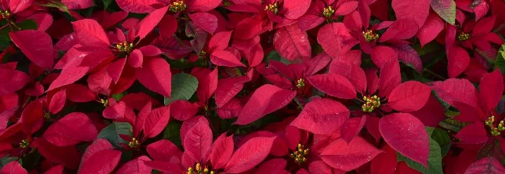 Viele rote Weihnachtssterne