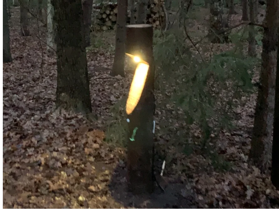 Beleuchteter Baumstamm im Wald