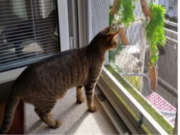 Getigerte Katze schaut aus dem Fenster