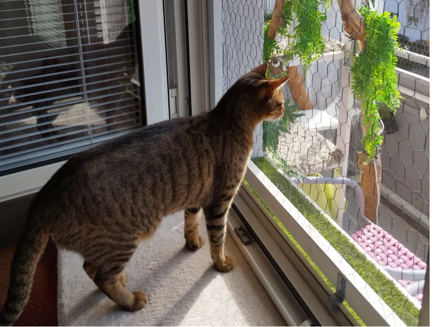 Getigerte Katze schaut aus dem Fenster