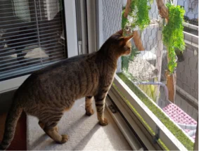 Getigerte Katze schaut aus dem Fenster