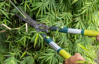 Bambus im Garten schneiden  das solltest du beachten