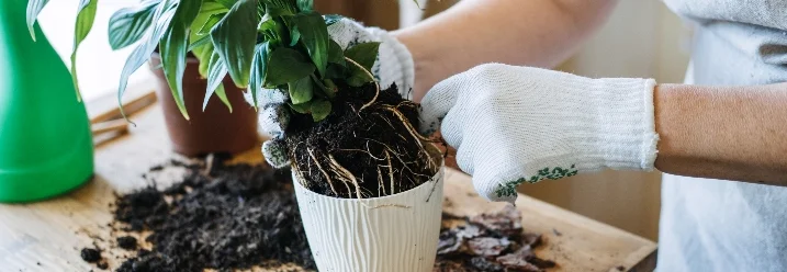 Person topft Pflanze um