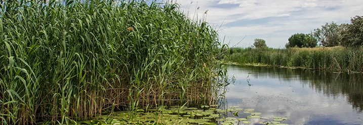 See mit Schilf und Seerosen