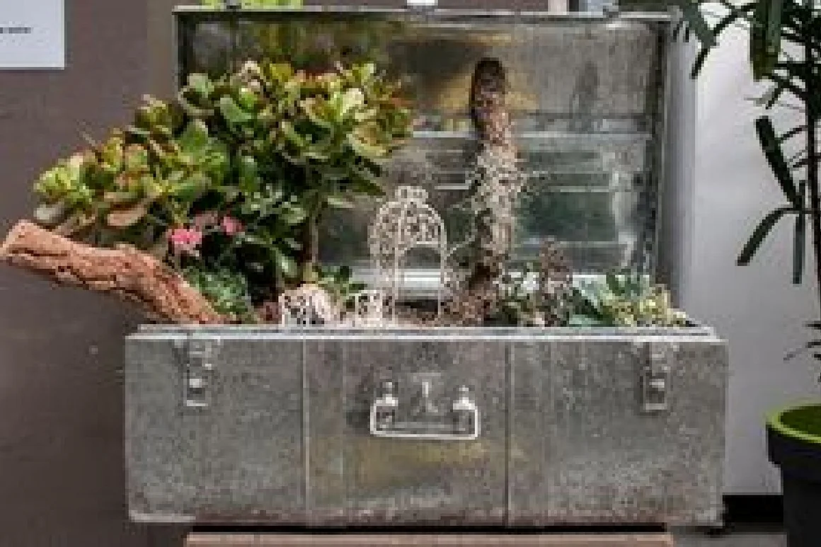 Ein alter Koffer bepflanzt mit Sukkulenten