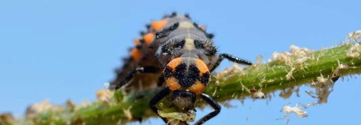 Marienkäferlarve frisst Blattlaus
