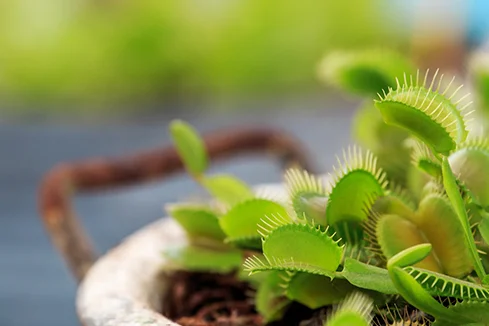 Venusfliegenfallen in einem Topf