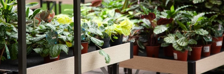 Eine Auswahl verschiedener Zimmerpflanzen in einem Gartencenter.