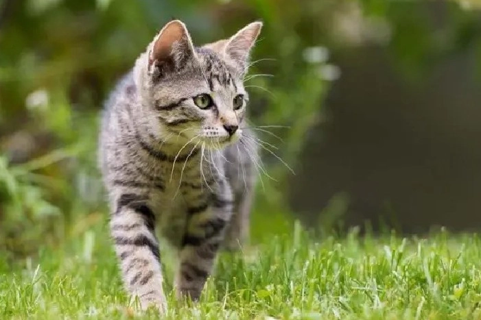 Eine junge getigerte Katze schleicht durch das grüne Gras.