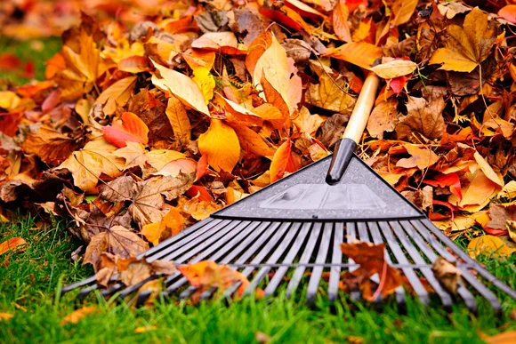 Laubrechen auf Laubhaufen