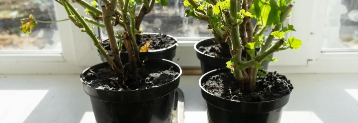 Vier Geranien auf Fensterbank