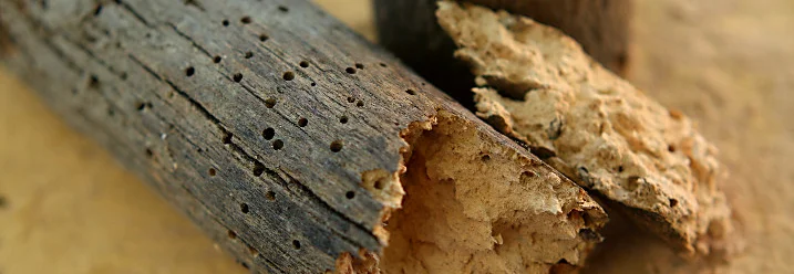Von Holzwürmern zerfressenes Holz